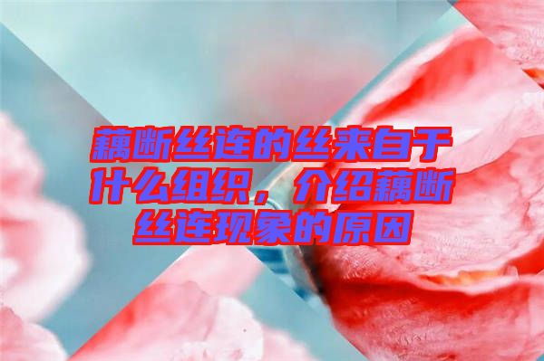 藕斷絲連的絲來自于什么組織，介紹藕斷絲連現(xiàn)象的原因