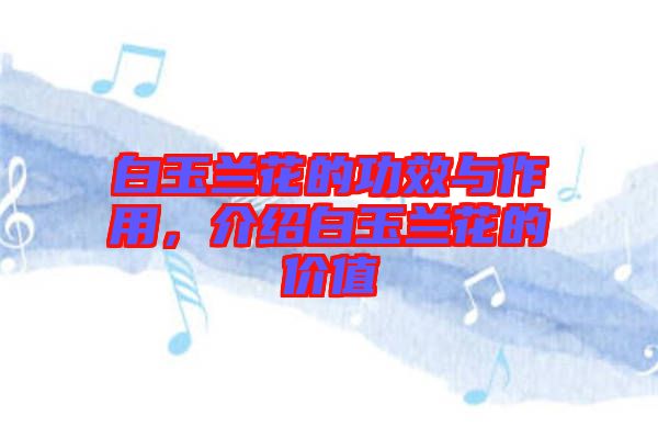 白玉蘭花的功效與作用，介紹白玉蘭花的價值