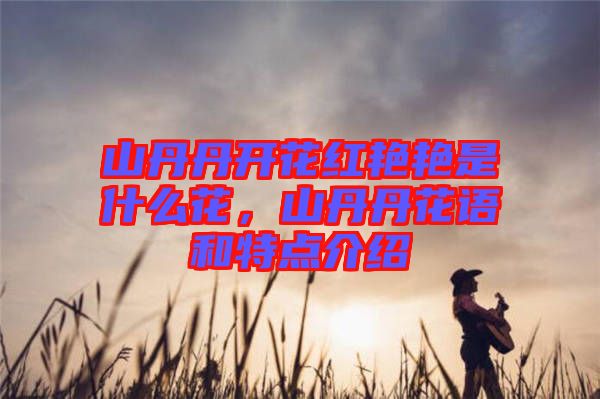 山丹丹開(kāi)花紅艷艷是什么花，山丹丹花語(yǔ)和特點(diǎn)介紹