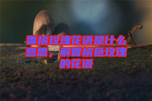 香檳玫瑰花語是什么意思，解香檳色玫瑰的花語