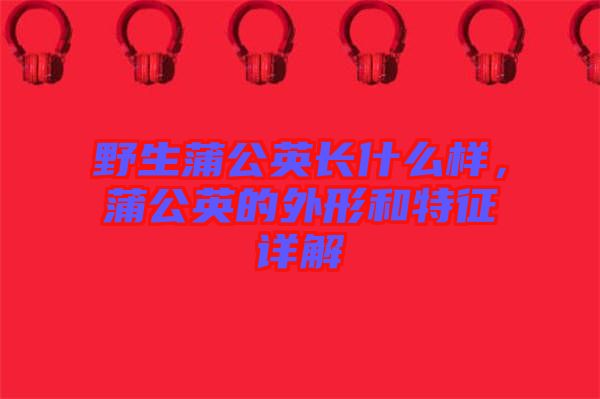 野生蒲公英長什么樣，蒲公英的外形和特征詳解